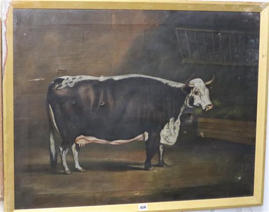 19th century English School, oil on canvas, Naive study of a prize cow in a stable, 68 x 88cm
